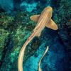 marine_bio_5577