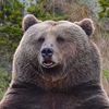 its.just.grizzly