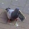 fadedpigeon440