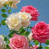 user2510611866544