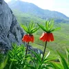 walate_roj