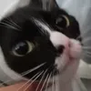 dabloonie_maloonie
