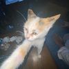 dizz.id