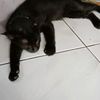 marlina.dumai8
