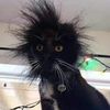CuteYellowKitty