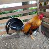 Ersu Game Farm