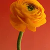 user81220830986182