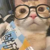 catydimagiba
