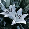 eva_1.3.8