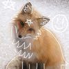 liv_on_paws4