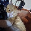gabo_pro_max1
