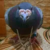 cacagophl6q