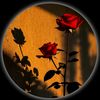 salaar.shah213