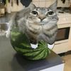watermeloncat_26
