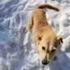 angydogs