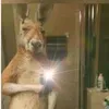 gordocuervo2