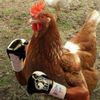 chicken.lover931