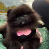 cocochanelpomeranian