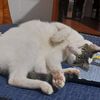 todotipodeanimales0