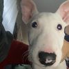 snoopy.the.dog.2