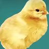 chicken_1916