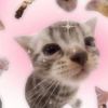 eclipse_onpawzz6