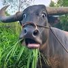yeskingkisan