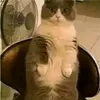 fuzzeko
