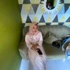 nesaaa248