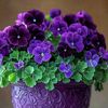 Violet