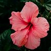nahidmorad0