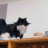 magical.cat.cotta