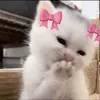 vanillagirly_iradiva