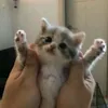 shapia_jane8