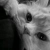 rimad322