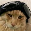 hakimm719