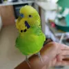 budgie.01