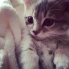obassanyshj