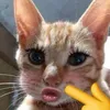 .kmediacuanv