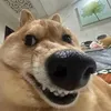 hgnnpu