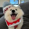 amygcmb_