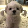 chookopie1