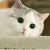 meocondethuong017