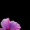 unknown_calinot.here