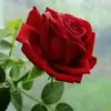 tahmoorali827