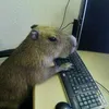 mr_capybara_insan