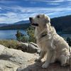 brewthedog1