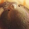 bebblepebble