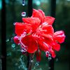 josephphoto1