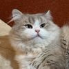 pam.thecat7